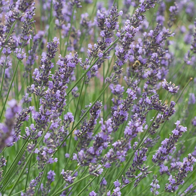 Phenomenal Lavender, Lavandula x intermedia