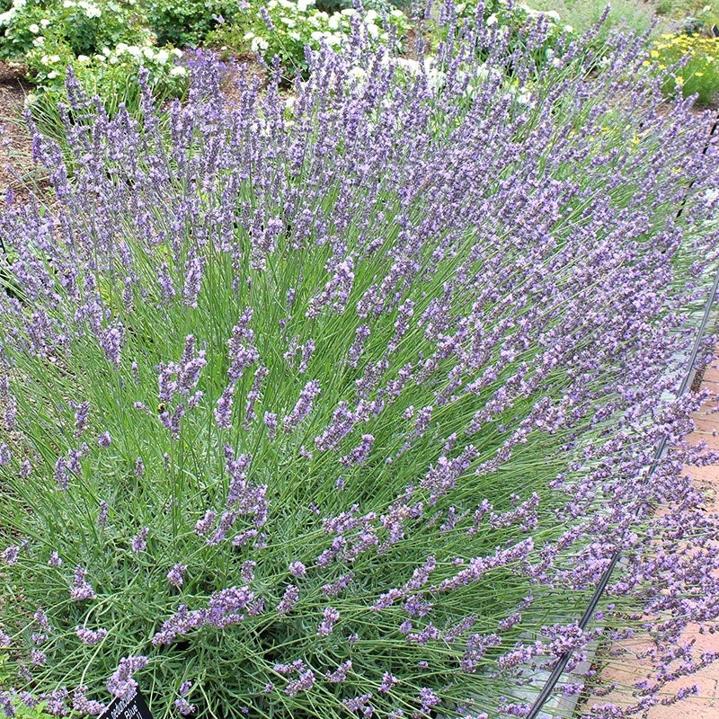Phenomenal Lavender
