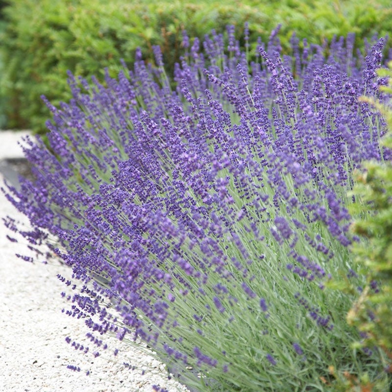 Vera English Lavender