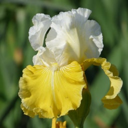 Lemon Cloud Bearded Iris