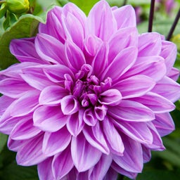 Lilac Time Dinner Plate Dahlia, Dinner Plate Dahlia Lilac Time close up of flower bloom