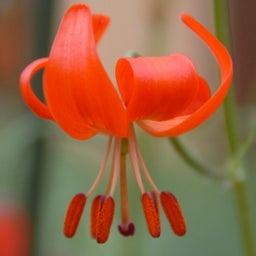 Orange Turk's Cap Lily Bulbs, Lilium Specialty Pumilum