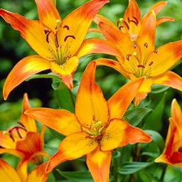 Asiatic Lily Bulbs Cancun