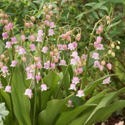 Rosea Lily of the Valley