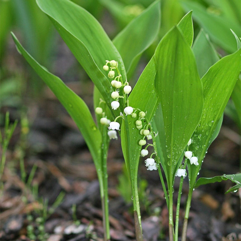 White Lily of the Valley, Convallaria majalis, Lily of the Valley