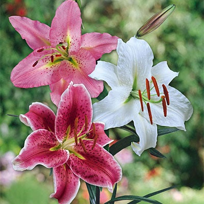 Best of the Best Oriental Lily Bulbs Mix