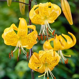 Tiger Lily Bulbs Yellow