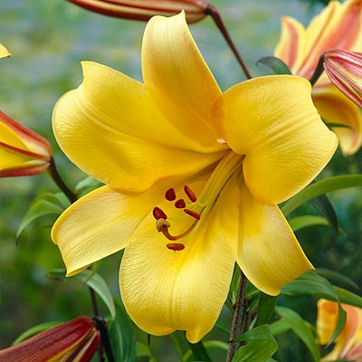 Trumpet Lily Bulbs Golden Splendour