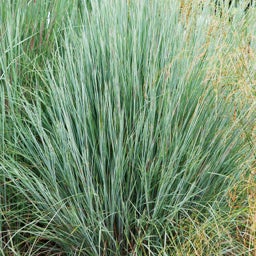 Prairie Blues Little Bluestem Grass, Schizachyrium scoparium