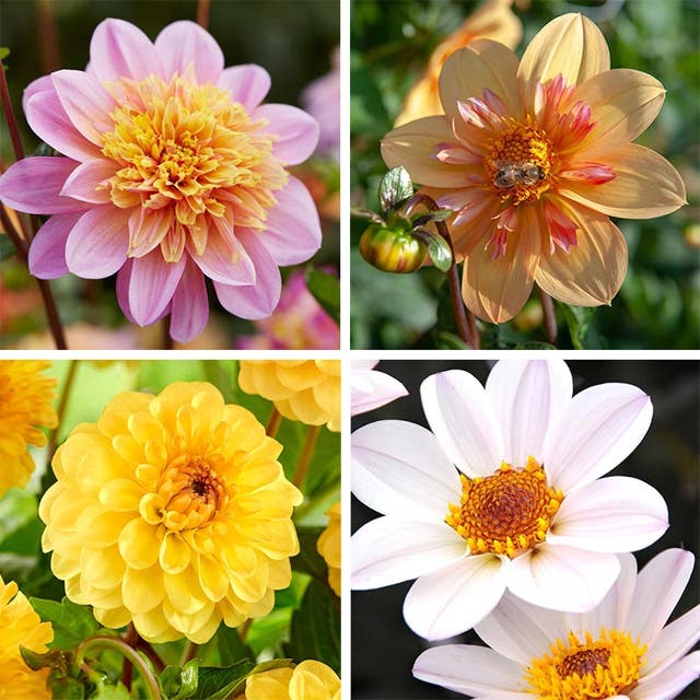 Little Charmers Dahlia Collection