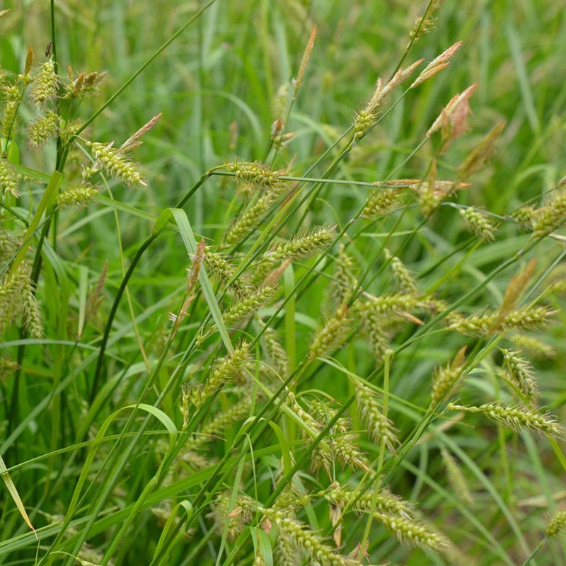 Long Beaked Sedge Grass, Carex sprengellii 
