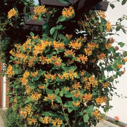 Orange and Yellow Honeysuckle Vine Mandarin, Lonicera climbing trellis