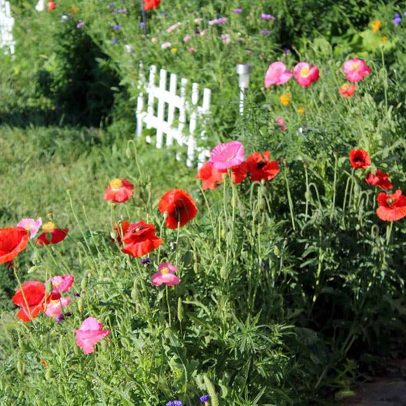 Red Poppies with fence