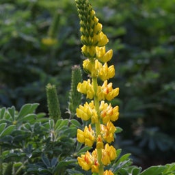 Golden Lupine, Lupinus densiflorus
