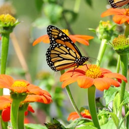 Monarch Butterfly with Mexican Sunflower