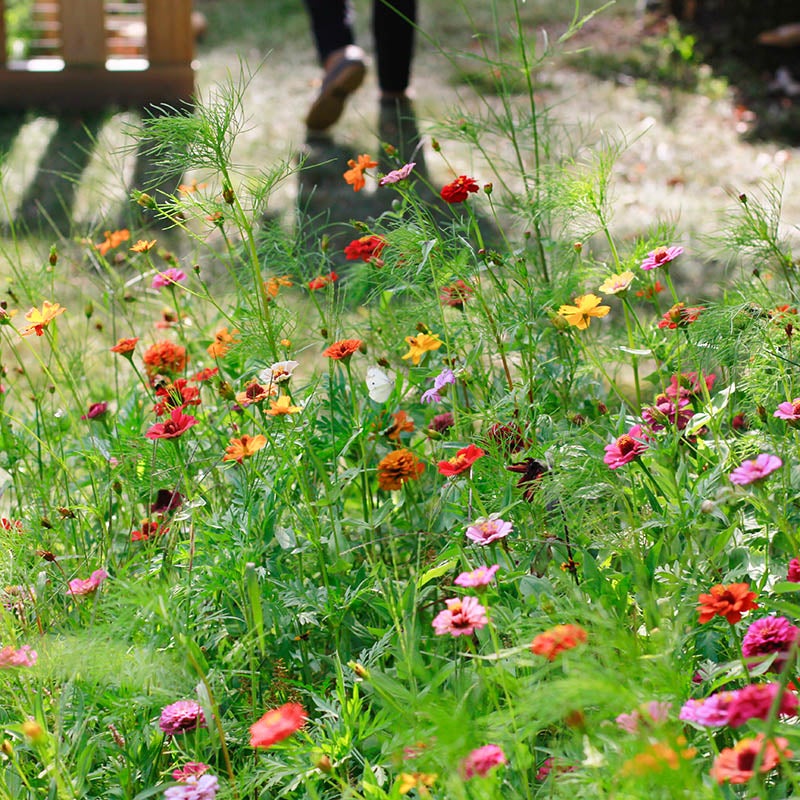 Mini Meadows: Grow A Little Patch Of Colorful Flowers Anywhere Around Your Yard