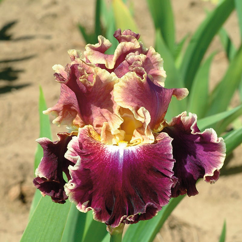 Montmarte Bearded Iris, Purple and Yellow