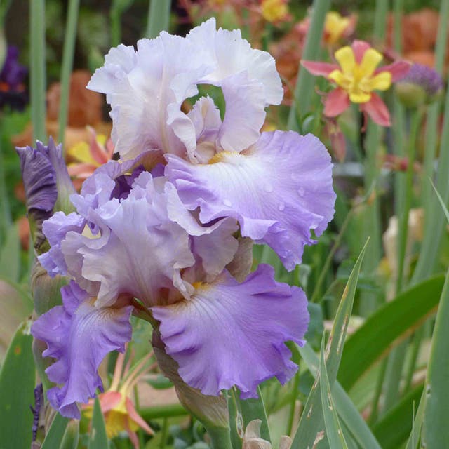 Mother Earth Reblooming Bearded Iris