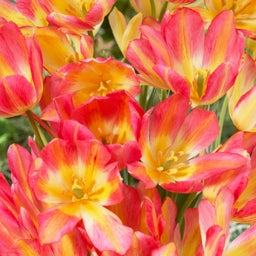 Pink and Yellow Multiple Flowering Single Late Tulip Bulb Antoinette, Tulipa