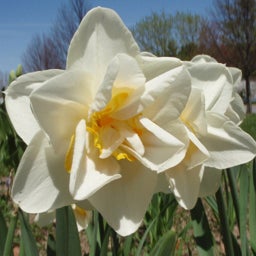 White Double Daffodil Bulbs Cheerfulness, Narcissus, Double Flowering Daffodils