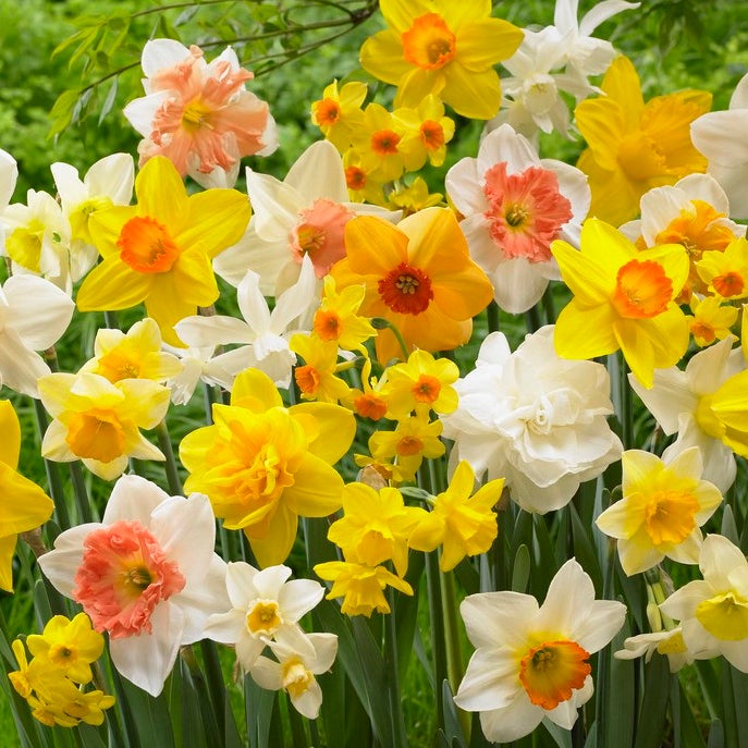 Daffodil Bulbs All in One Mix, Narcissus, Daffodils