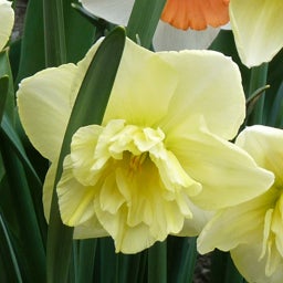 Dancing Moonlight Double Daffodil, Narcissus Dancing Moonlight close up