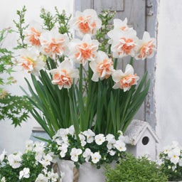 White and Peach Delnashaugh Double Daffodil, Narcissus Delnashaugh in container planting