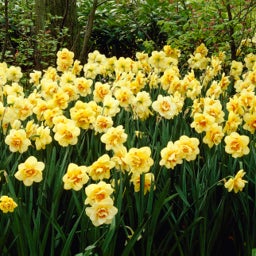 Yellow Double Daffodil Bulbs Tahiti growing en masse