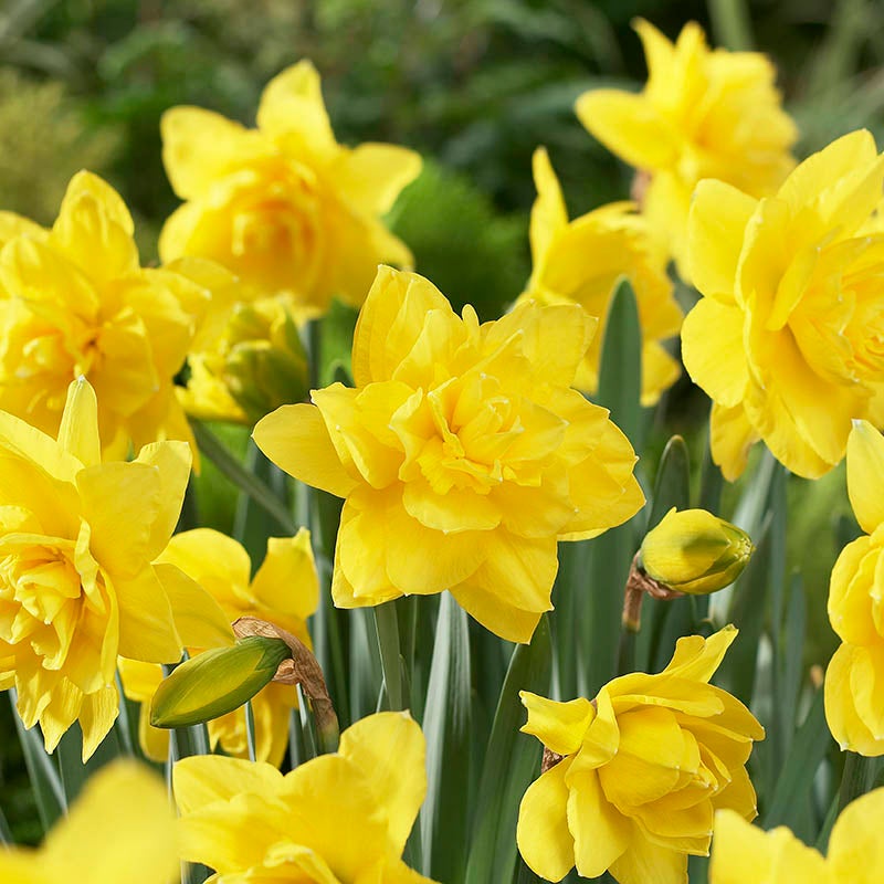 Yellow Double Daffodil Bulbs Golden Ducat, Narcissus, Double Flowering Daffodils
