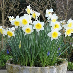 Large Cupped Daffodil Bulbs Ice Follies, Narcissus