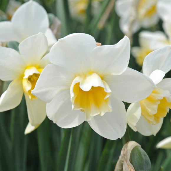 Orange and White Daffodil Bulbs Sweet Love, Narcissus jonquilla, Daffodils