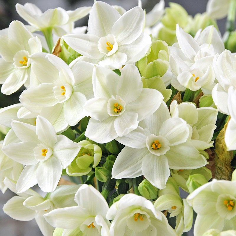 White Paperwhite Bulbs Ziva, Narcissus tazetta, Indoor Paperwhites Ziva