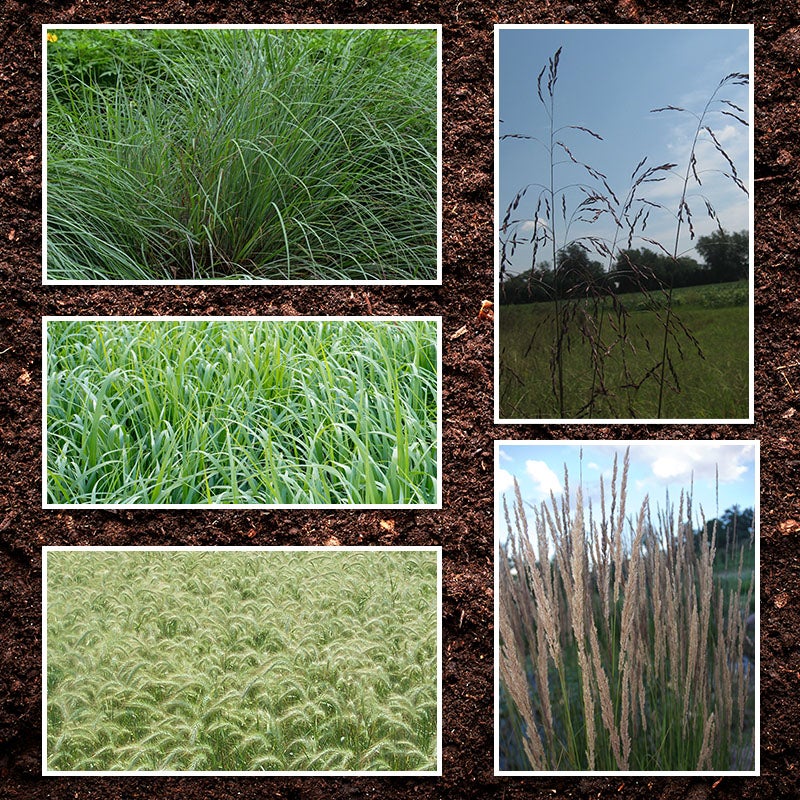 Northeast Native Grass Seed Mix