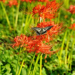Red Nerine Lily, Nerine sarniensis with butterfly