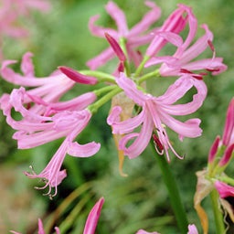 Nerine Lily, pink flowers