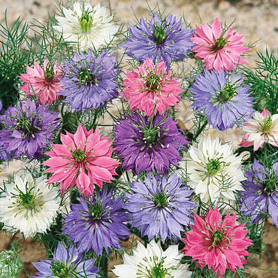 Pink and Blue and White Love in a Mist Seeds Miss Jekyll, Nigella damascena Miss Jekyll, Love in a Mist
