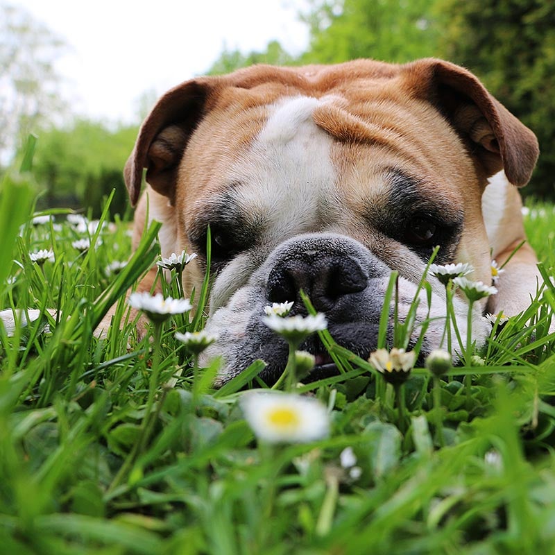 dog laying on flower lawn