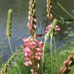 Sainfoin (Onobrychis viciifolia) with pink blooms