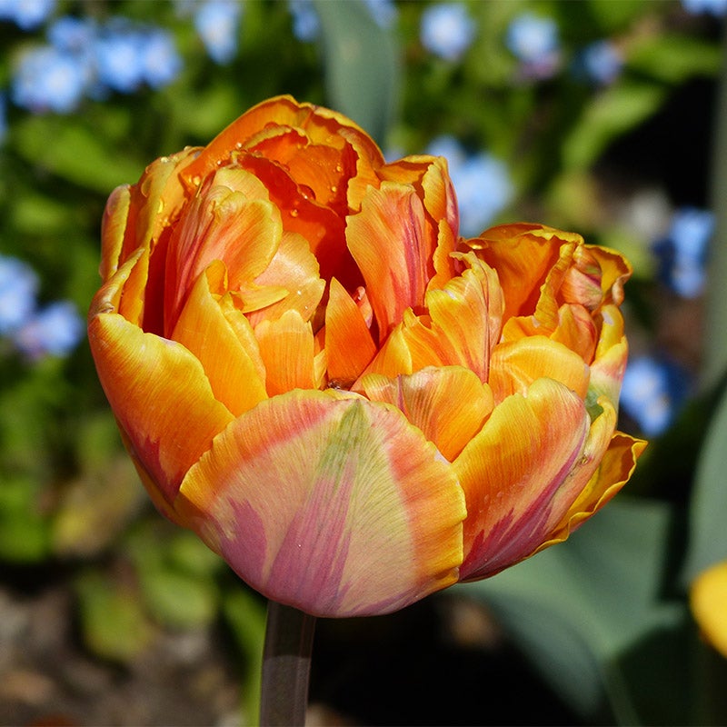 Orange Princess Double Late Tulip, 	Tulipa Orange Princess