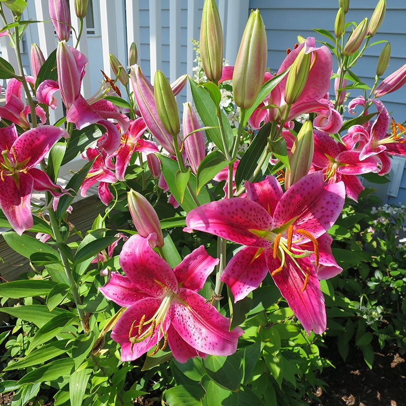 Oriental Lily Bulbs Stargazer, Lilium