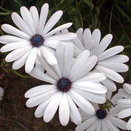 White Cape Daisy Seeds, Osteospermum eklonis