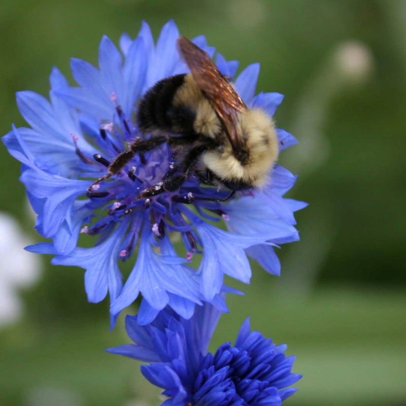 Pacific Northwest Pollinator Wildflower Seed Mix