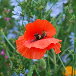 Pacific Northwest Pollinator Wildflower Seed Mix - Red Poppy