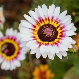 Painted Daisy, close up of flower bloom