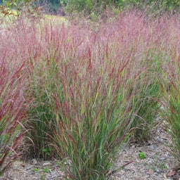 Shenandoah Red Switchgrass
