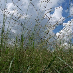 Switchgrass Shelter Seeds, Panicum virgatum, Switchgrass Shelter
