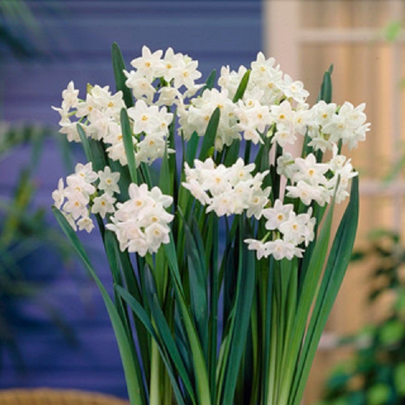 Paperwhite Ziva, Narcissus tazetta