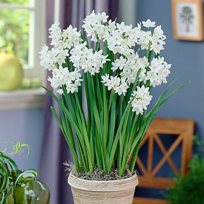 White Paperwhite Bulbs Ziva, Narcissus tazetta, Indoor Paperwhites Ziva