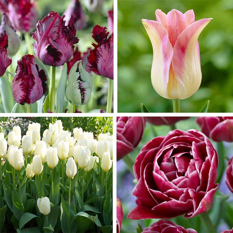 Passion Tulip Flower Bulb Collection