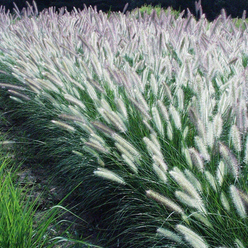 Foxtrot Fountain Grass, Pennisetum alopecuroide, Photo Courtesy of Hoffman Nursery